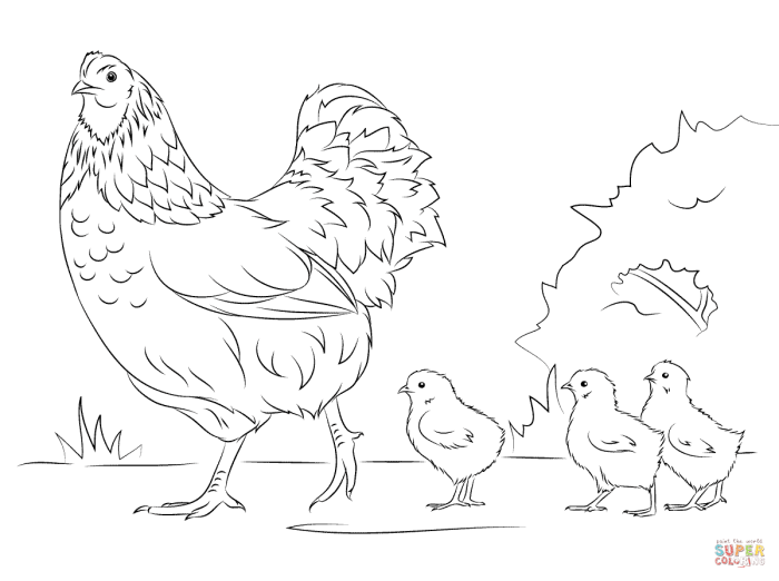 Chicks hen coloring mother baby