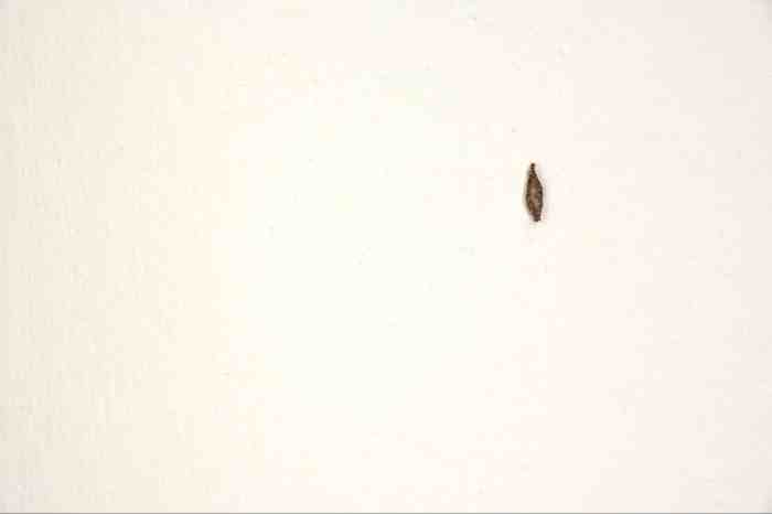 Larvae ceiling bathroom creature